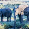 TZA MAR SerengetiNP 2016DEC23 Seronera 020 : 2016, 2016 - African Adventures, Africa, Date, December, Eastern, Mara, Month, Places, Serengeti National Park, Seronera, Tanzania, Trips, Year
